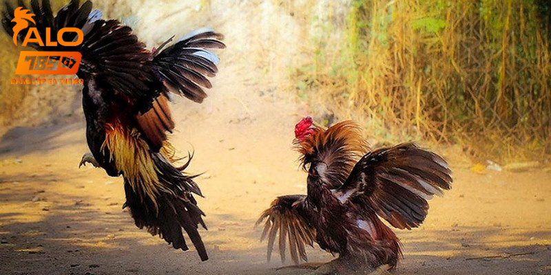 Đá Gà Alo789 có nhiều mức cược khác nhau cho người chơi 