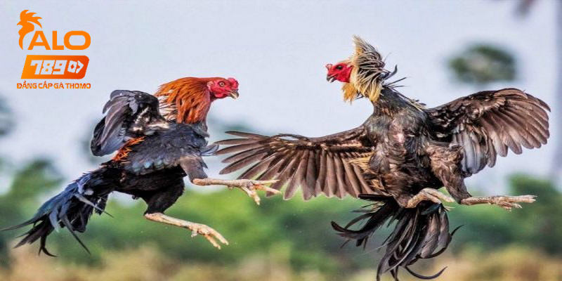 Người chó phải có đầy đủ kiến thức trước khi tham gia Đá Gà 