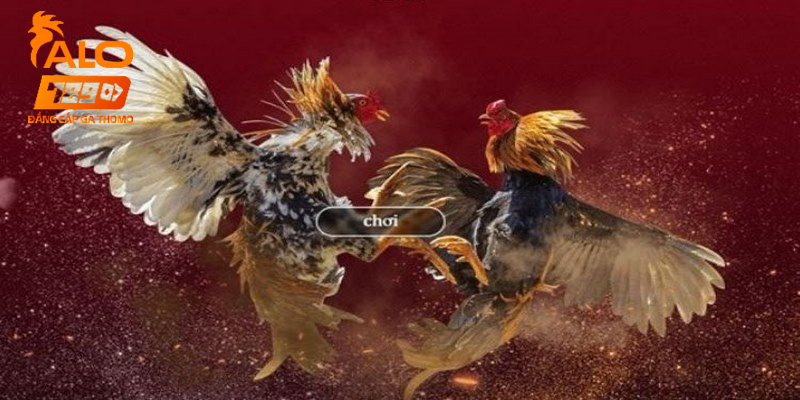 Quan sát kỹ chiến kê để đưa ra quyết định đúng đắn 