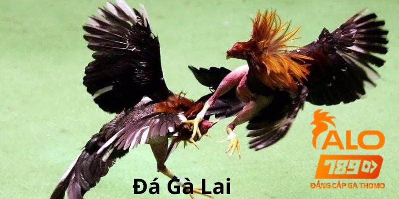 Đá gà lai