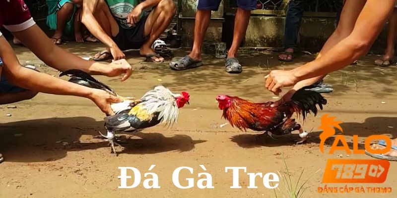 đá gà tre
