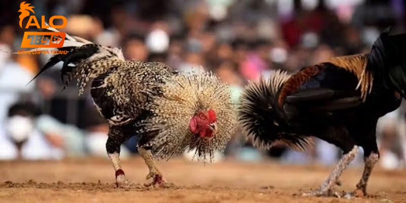 Anh em nên tìm hiểu kỹ lưỡng thông tin chi tiết về các sự kiện đá gà