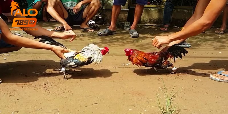 Đá gà bồ