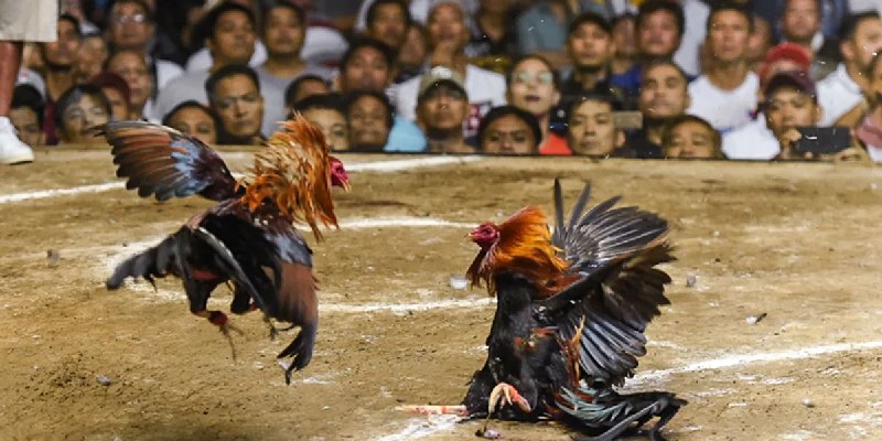 đá gà thomo trực tiếp