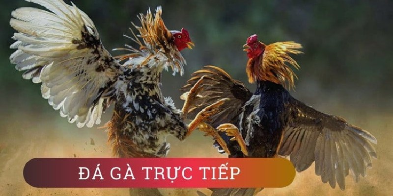 Đôi nét cơ bản về đá gà trực tuyến