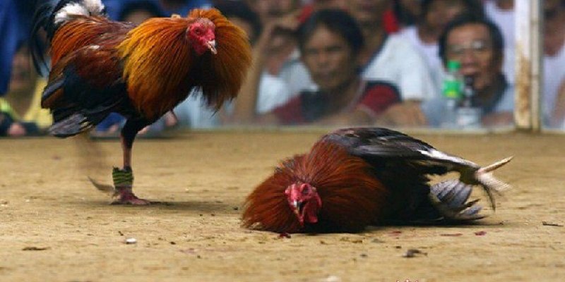 Đá gà thomo trực tiếp là gì?