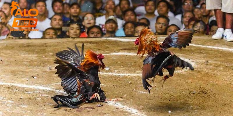 Lịch đá gà hôm nay là yếu tố rất quan trọng để khả năng nâng cao chiến thắng