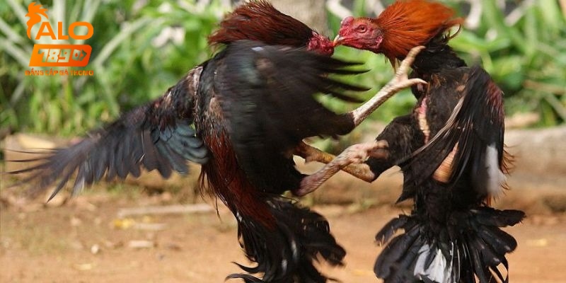 lịch đá gà hôm nay