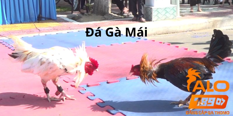 đá gà mái